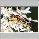 Vespula germanica - Deutsche Wespe - 03 - Teverener Heide.jpg